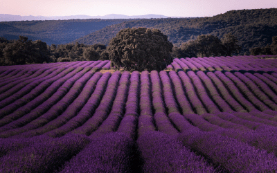 Experiencia Turística Guadalajara: Castillos y Lavanda