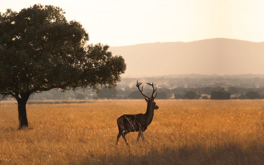 Parque Nacional de Cabañeros, Ciudad Real