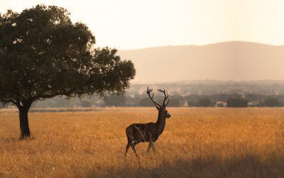 Parque Nacional de Cabañeros, Ciudad Real