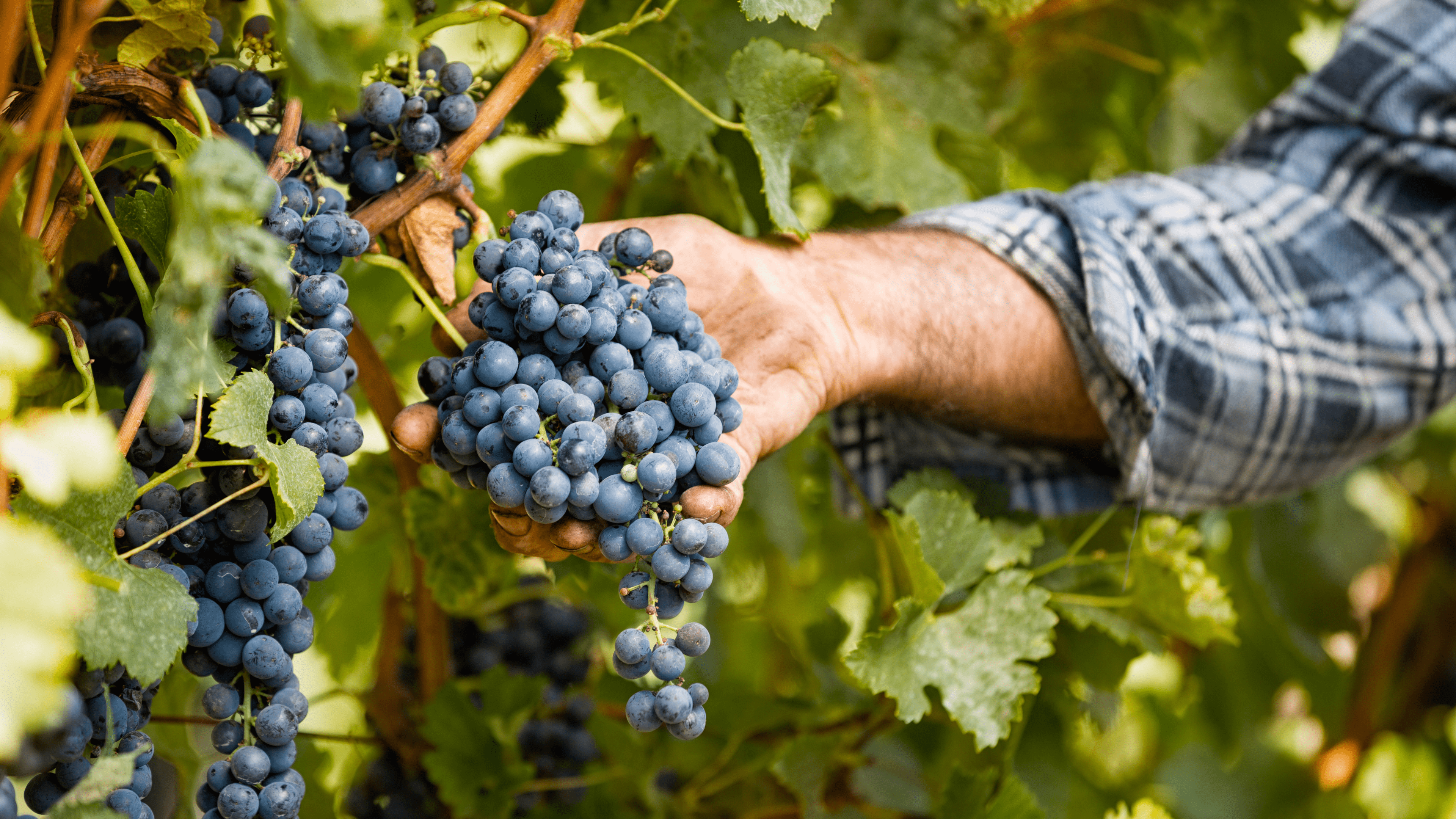 Cuatro calles, enoturismo, cata de vinos en toledo, contratar cata de vinos, turismo en torno al vino, experiencias turísticas en toledo, Toledo, finca Loranque, finca retamar
